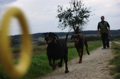 Dobermann von Canis Excelsitas