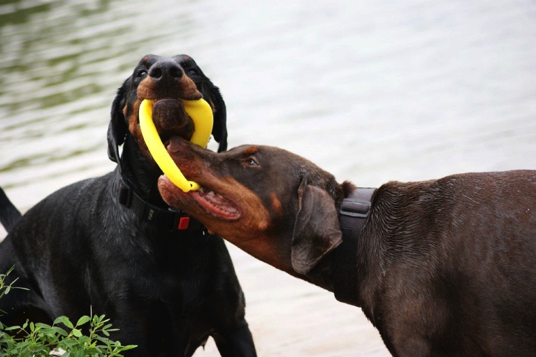 Dobermann von CanisExcelsitas