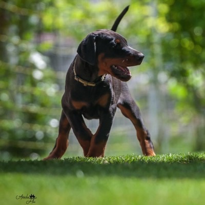 Dobermann von Canis Excelsitas - Lars Bücker