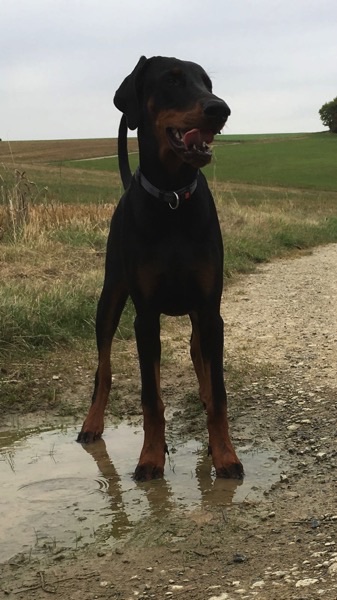 Dobermann von Canis Excelsitas - Lars Bücker