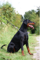 Gracia Stella di Campovalano - Dobermann - Lars Bücker