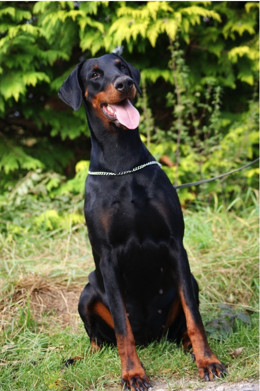 Gracia Stella di Campovalano - Dobermann - Lars Bücker