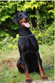 Gracia Stella di Campovalano - Dobermann - Lars Bücker