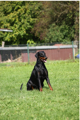 Gracia Stella di Campovalano - Dobermann - Lars Bücker