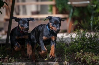 Dobermann von Canis Excelsitas - Lars Bücker