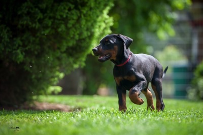 Dobermann von Canis Excelsitas - Lars Bücker