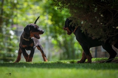 Dobermann von Canis Excelsitas - Lars Bücker