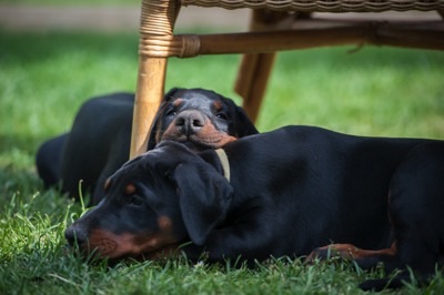 Dobermann von Canis Excelsitas - Lars Bücker