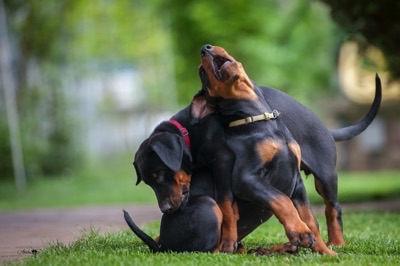 Dobermann von Canis Excelsitas - Lars Bücker