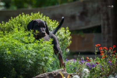 Dobermann von Canis Excelsitas - Lars Bücker