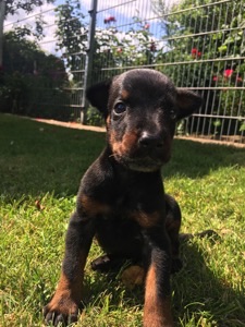 Dobermann von CanisExcelsitas