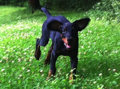 Gracia Stella di Campovalano -Dobermann - Lars Bücker