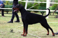 Gracia Stella di Campovalano -Dobermann - Lars Bücker