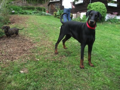 Gracia Stella di Campovalano -Dobermann - Lars Bücker