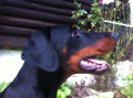 Gracia Stella di Campovalano -Dobermann - Lars Bücker