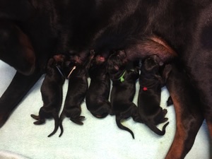 Lars Bücker Dobermann von Canis Excelsitas