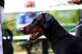 Gracia Stella di Campovalano -Dobermann - Lars Bücker