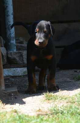 DobermannCanisExcelsitas