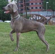 Weimaraner.jpg